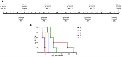 Serial Systemic Candida albicans Infection Highlighted by Proteomics